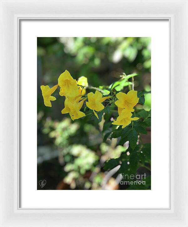 Yellow Bells - Framed Print