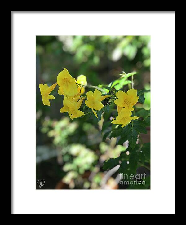 Yellow Bells - Framed Print