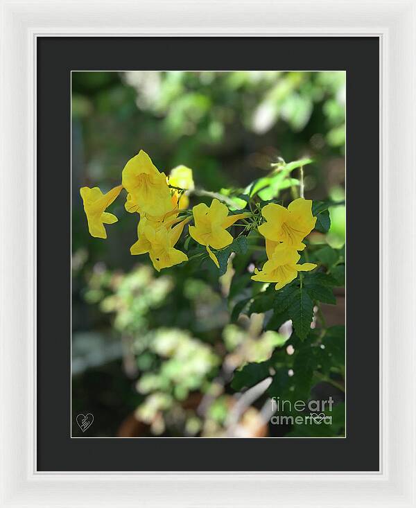 Yellow Bells - Framed Print