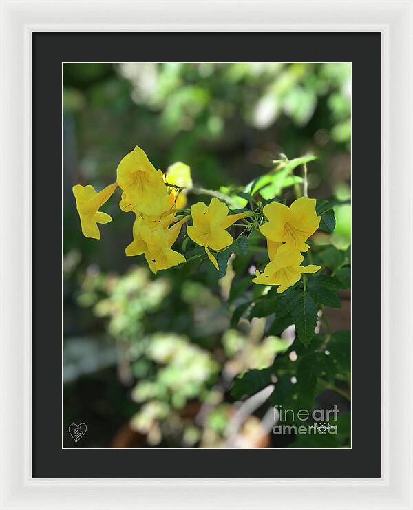 Yellow Bells - Framed Print