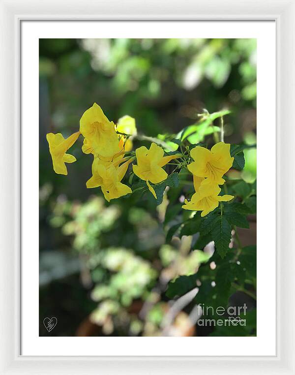 Yellow Bells - Framed Print