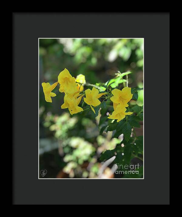 Yellow Bells - Framed Print