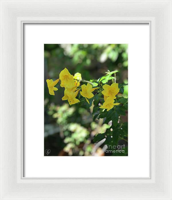 Yellow Bells - Framed Print