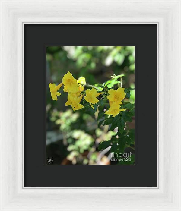 Yellow Bells - Framed Print