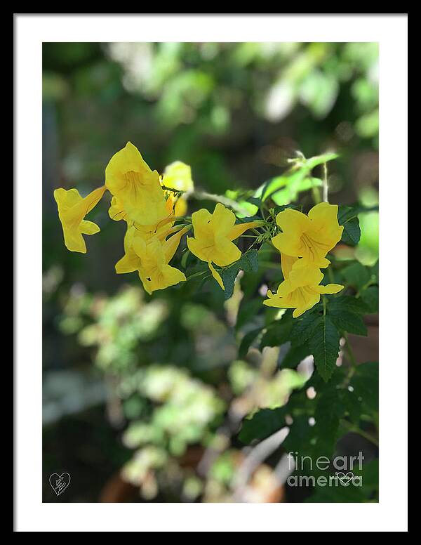 Yellow Bells - Framed Print