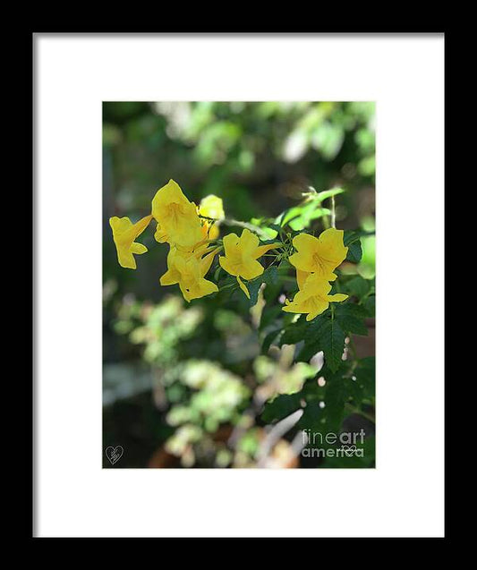 Yellow Bells - Framed Print