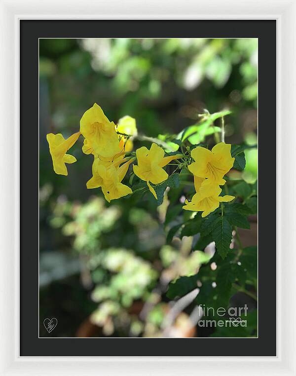 Yellow Bells - Framed Print