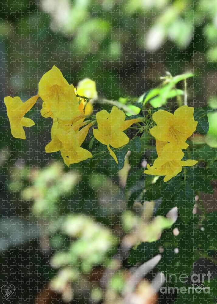 Yellow Bells - Puzzle