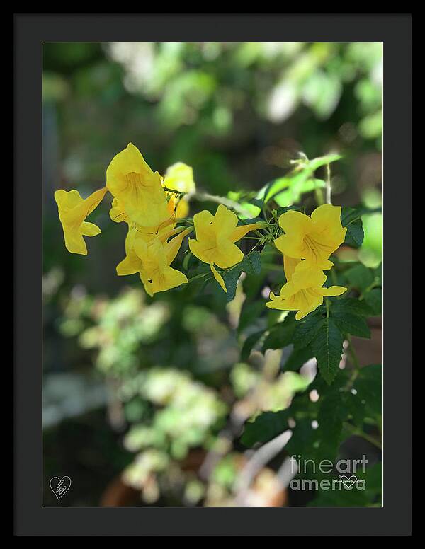 Yellow Bells - Framed Print