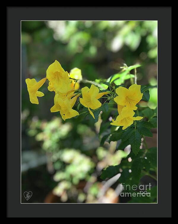 Yellow Bells - Framed Print