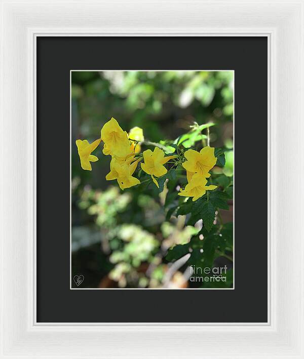 Yellow Bells - Framed Print