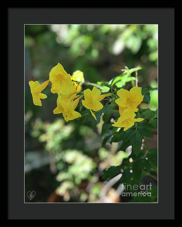 Yellow Bells - Framed Print