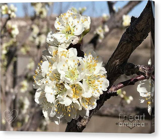 Apricot Blossoms - Canvas Print