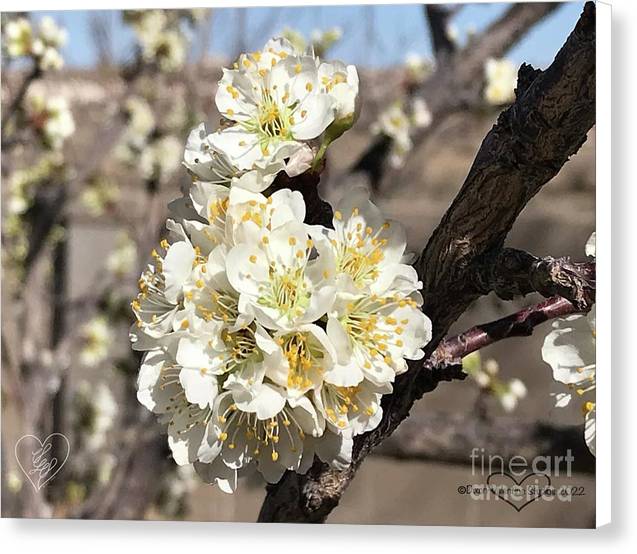 Apricot Blossoms - Canvas Print