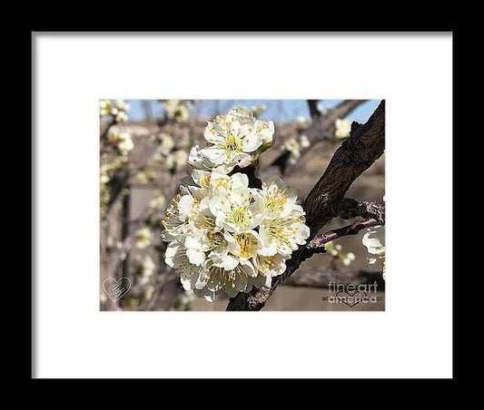 Apricot Blossoms - Framed Print