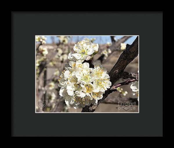 Apricot Blossoms - Framed Print