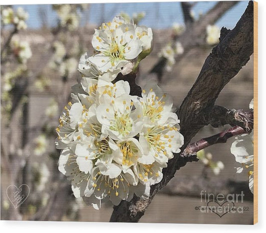 Apricot Blossoms - Wood Print