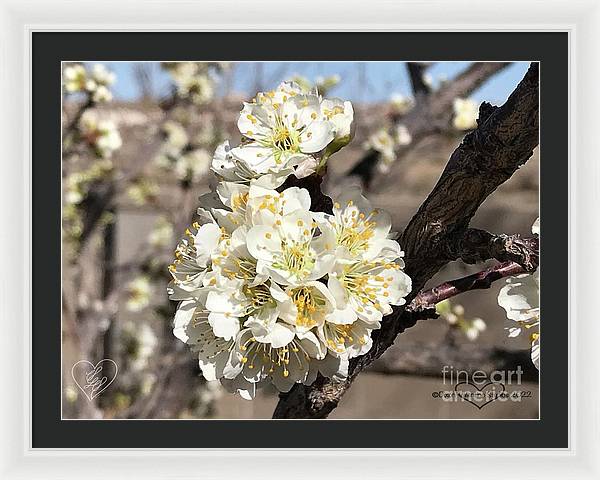 Apricot Blossoms - Framed Print