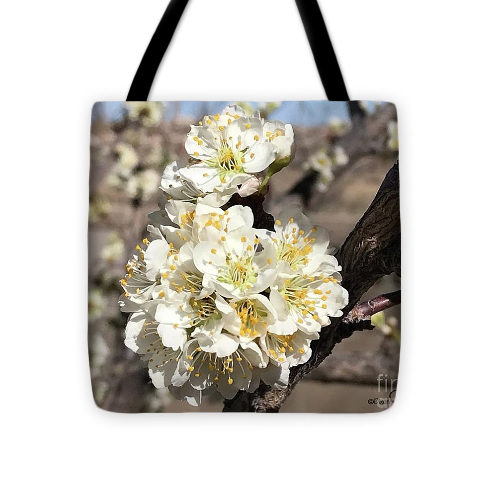 Apricot Blossoms - Tote Bag