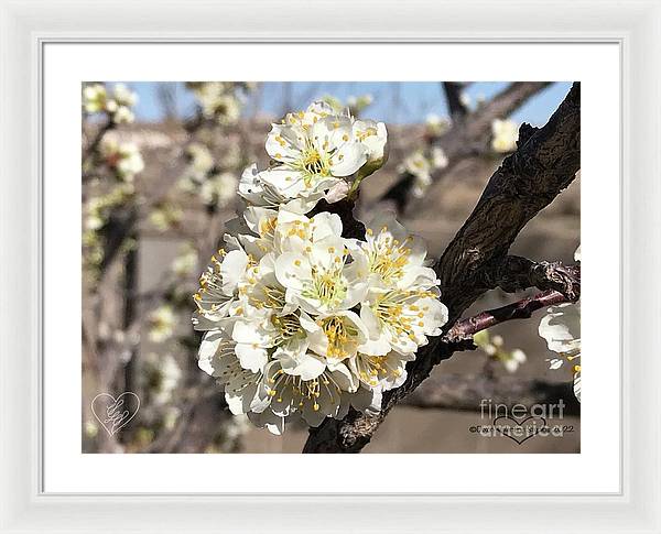 Apricot Blossoms - Framed Print