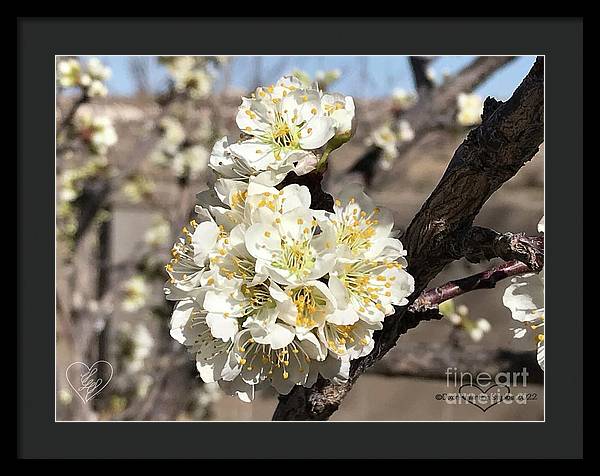 Apricot Blossoms - Framed Print