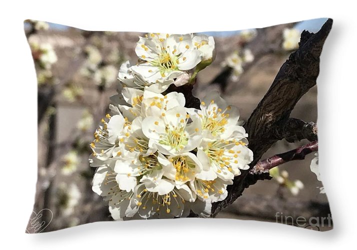 Apricot Blossoms - Throw Pillow