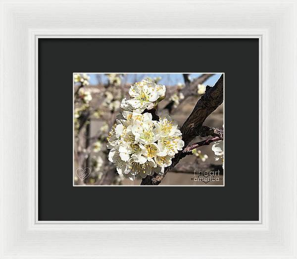 Apricot Blossoms - Framed Print