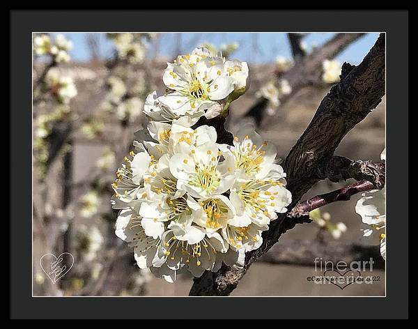 Apricot Blossoms - Framed Print