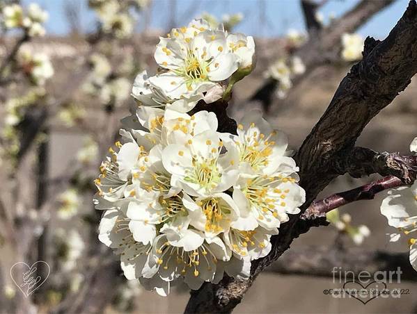 Apricot Blossoms - Art Print