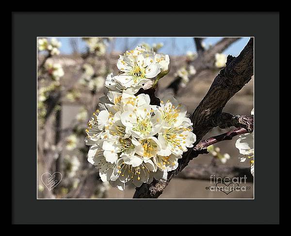 Apricot Blossoms - Framed Print