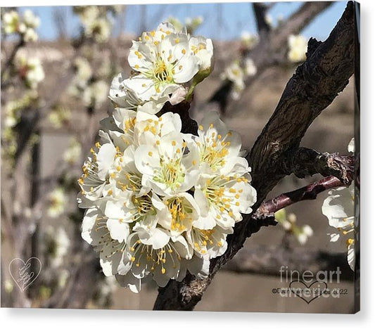 Apricot Blossoms - Acrylic Print