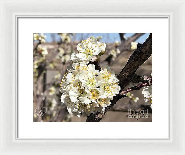 Apricot Blossoms - Framed Print