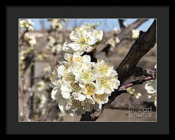 Apricot Blossoms - Framed Print