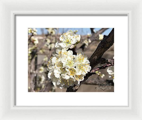 Apricot Blossoms - Framed Print