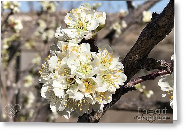 Apricot Blossoms - Greeting Card