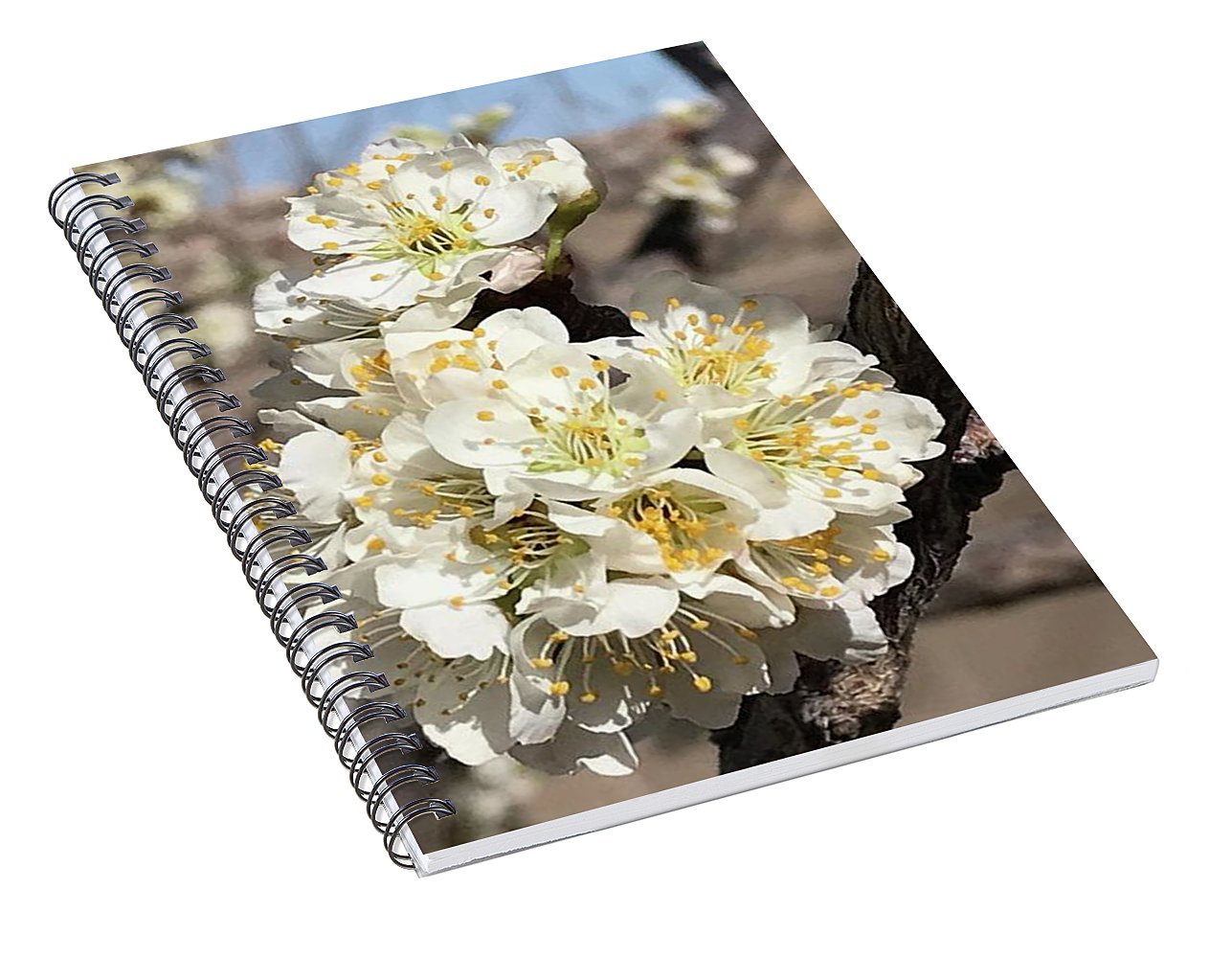 Apricot Blossoms - Spiral Notebook