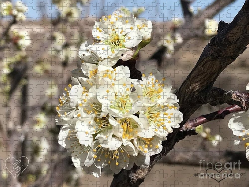 Apricot Blossoms - Puzzle