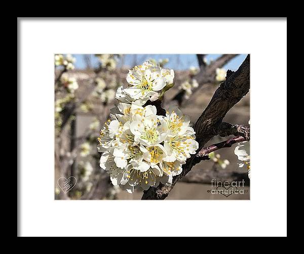 Apricot Blossoms - Framed Print