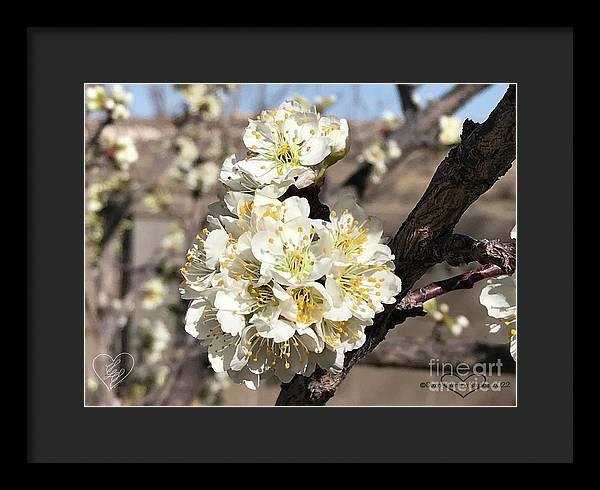 Apricot Blossoms - Framed Print