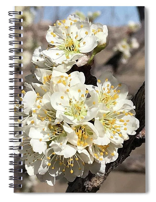 Apricot Blossoms - Spiral Notebook