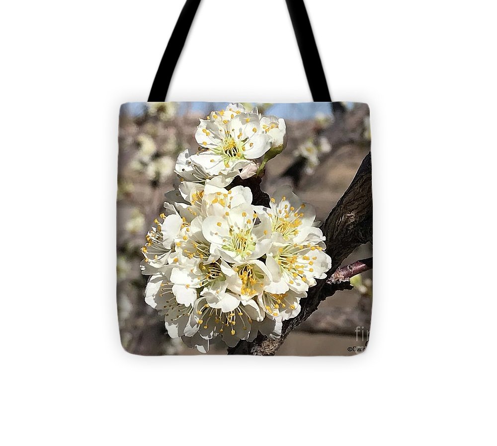 Apricot Blossoms - Tote Bag