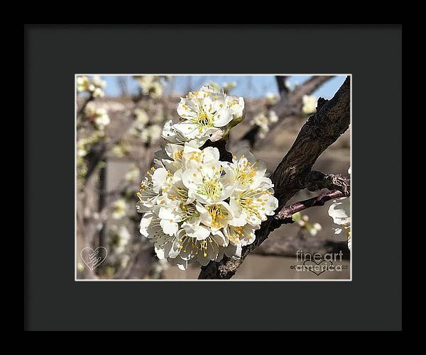 Apricot Blossoms - Framed Print