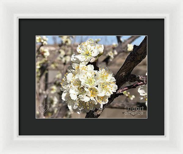 Apricot Blossoms - Framed Print