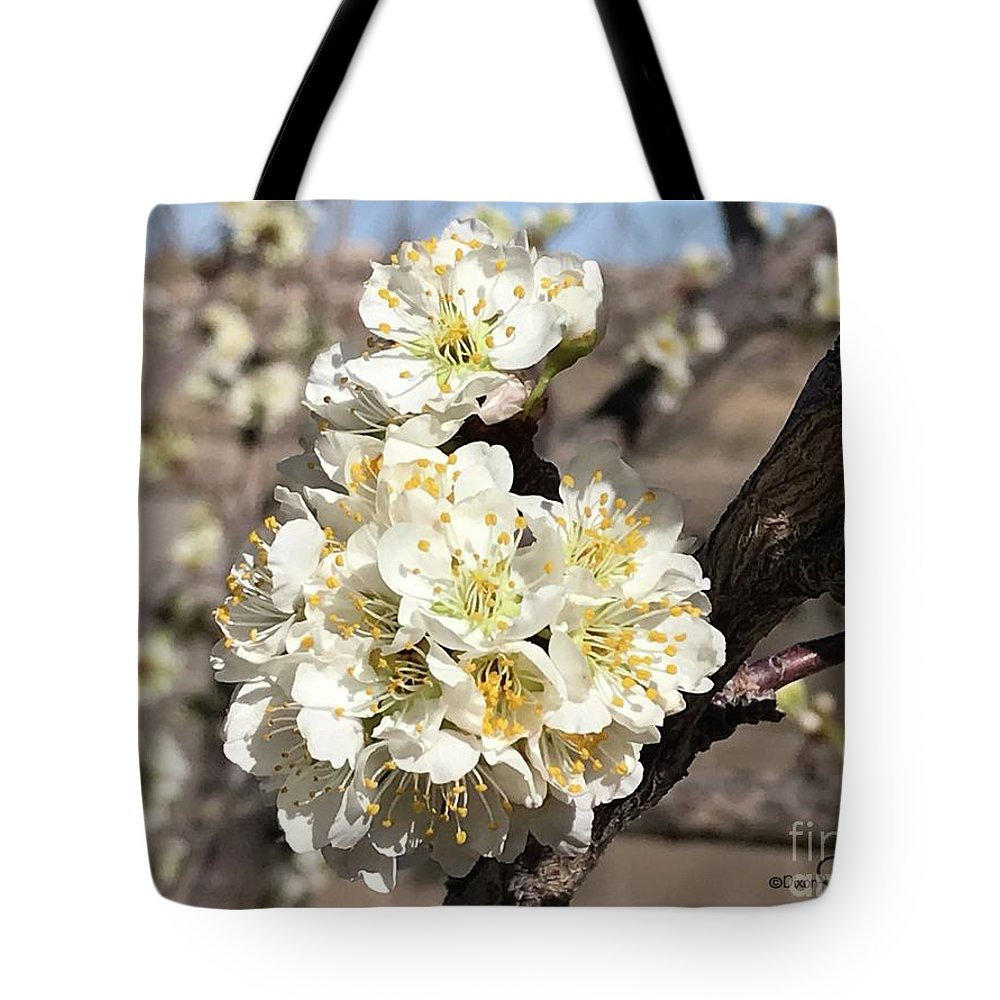 Apricot Blossoms - Tote Bag