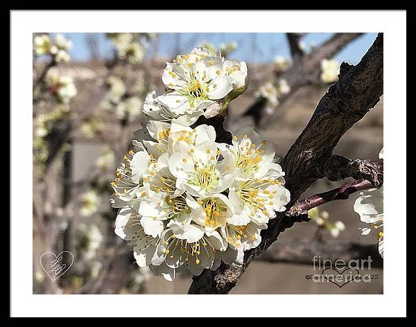 Apricot Blossoms - Framed Print