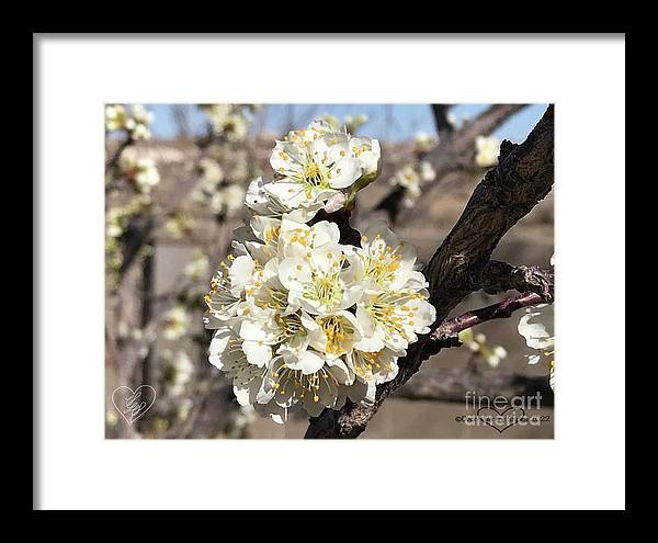 Apricot Blossoms - Framed Print