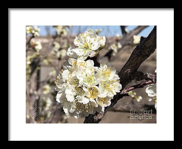 Apricot Blossoms - Framed Print