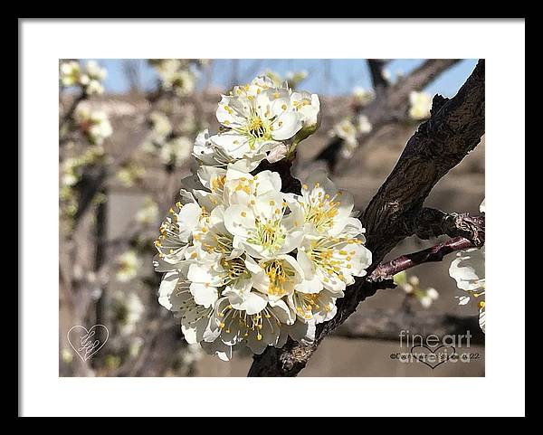 Apricot Blossoms - Framed Print