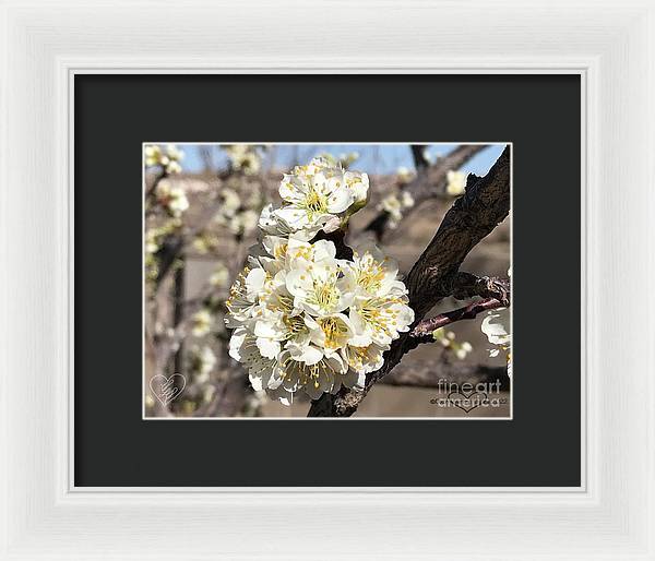 Apricot Blossoms - Framed Print