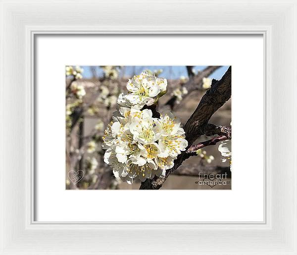 Apricot Blossoms - Framed Print